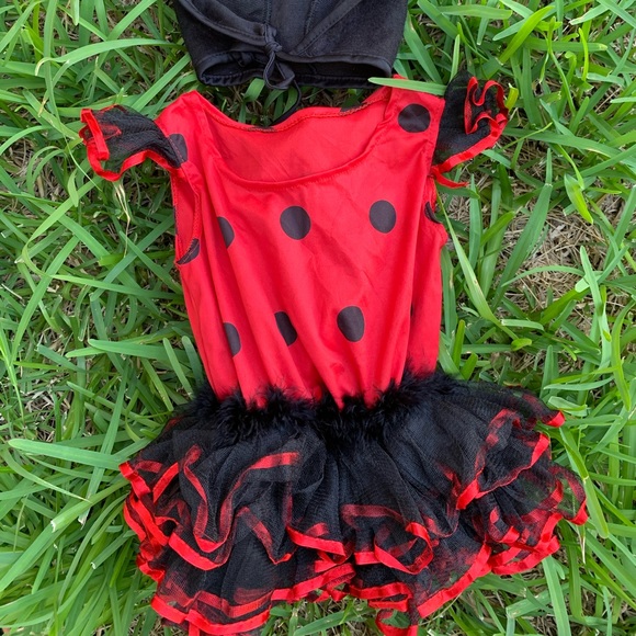 Ladybug - Picture 2 of 4